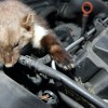 Kfz-Versicherer warnen: Marder beißen jetzt wieder gerne zu