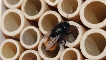 "BeeHomes" für mehr Nachhaltigkeit: TÜV SÜD stellt Wildbienenhotels auf 