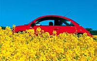 "Verträgt mein Auto Biodiesel?" Rapsfeld